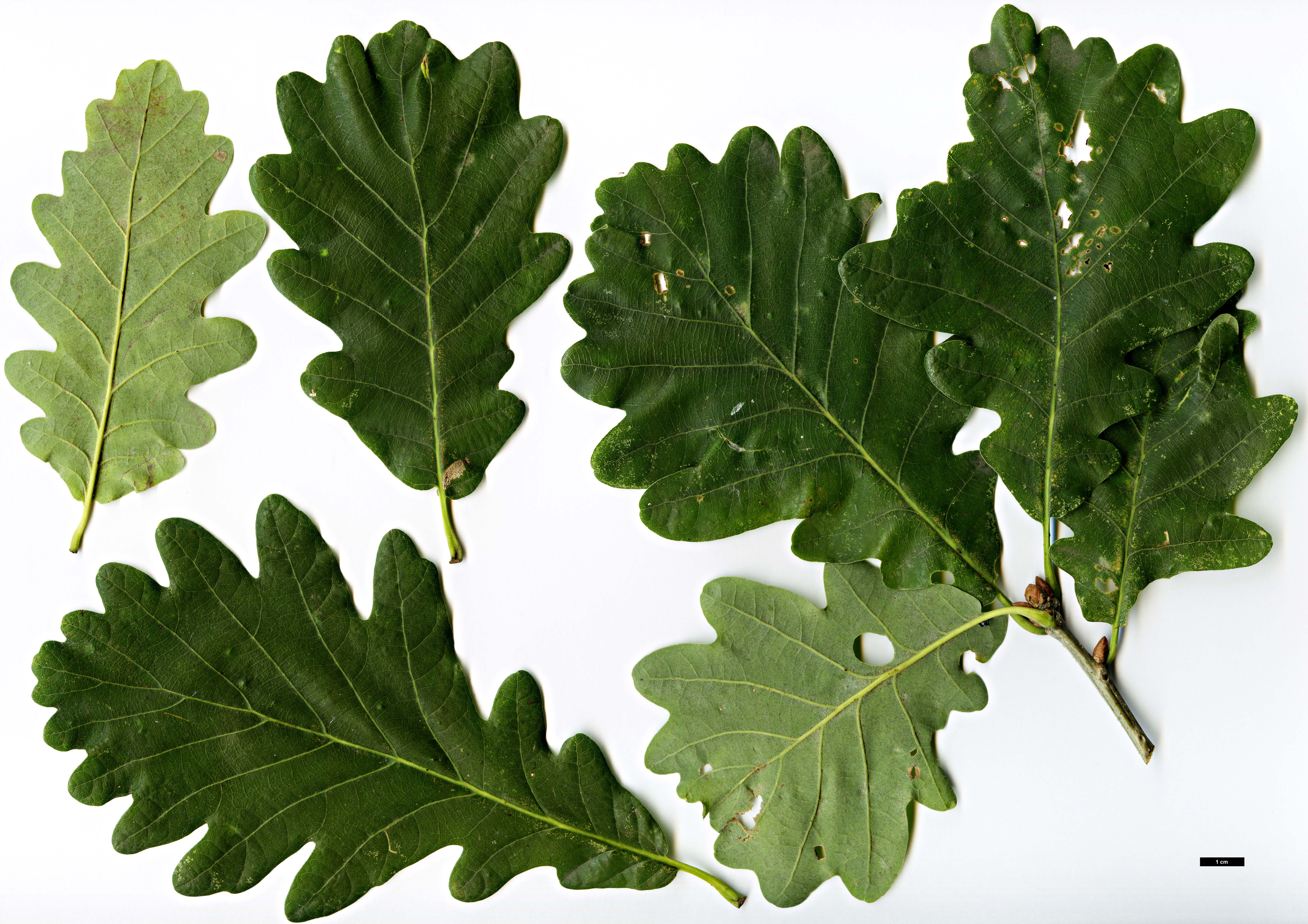 High resolution image: Family: Fagaceae - Genus: Quercus - Taxon: ×rosacea (Q.petraea × Q.robur)